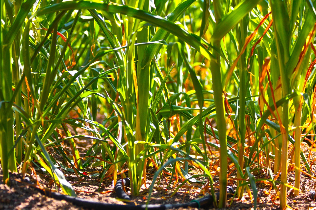 flora  leaf  agriculture free photo