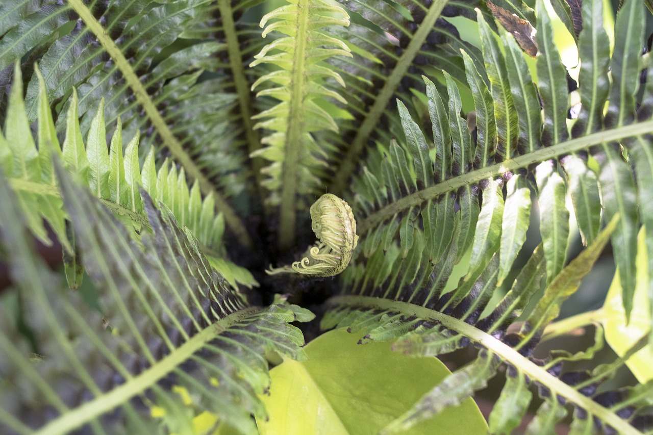 flora  nature  leaf free photo