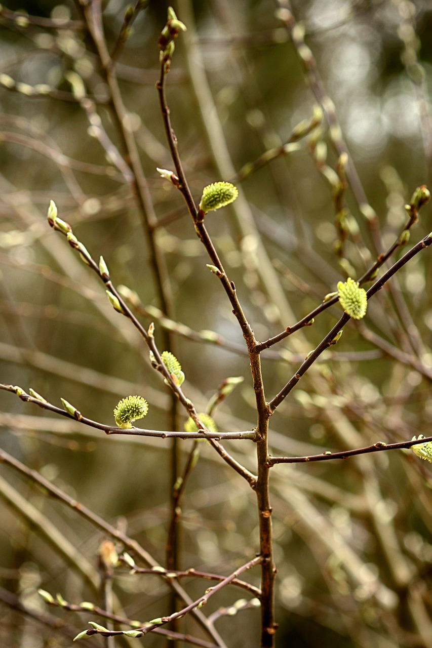 flora  nature  tree free photo