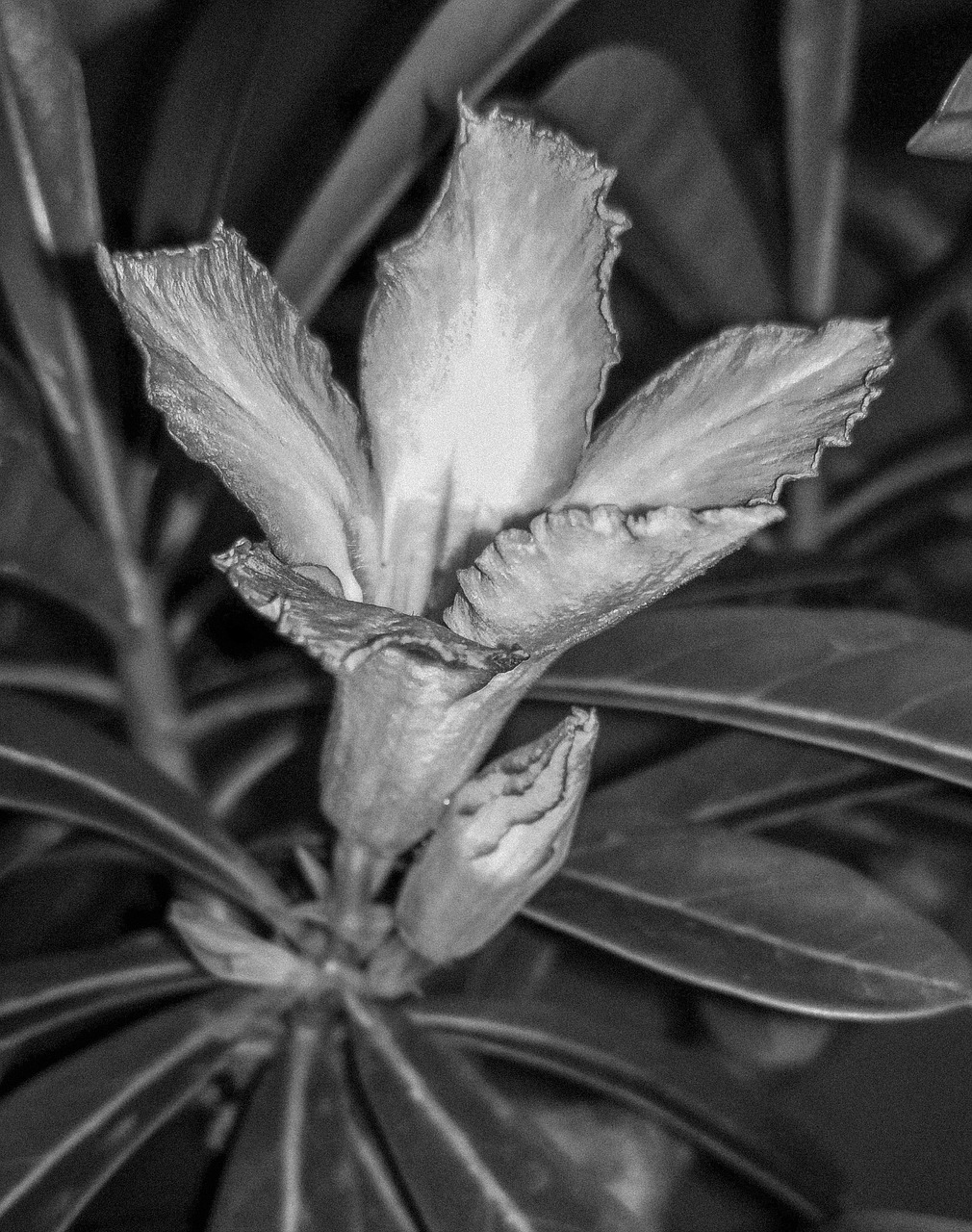 flora  leaf  flower free photo