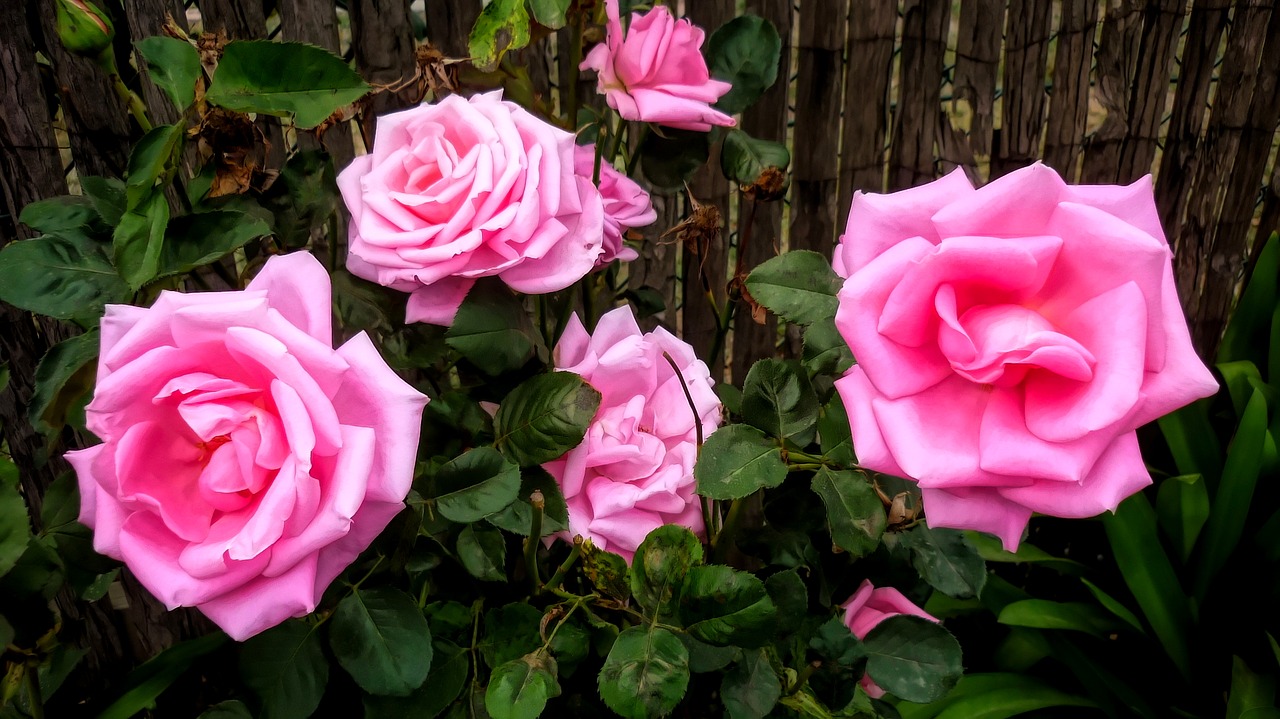 flora  roses  pink free photo