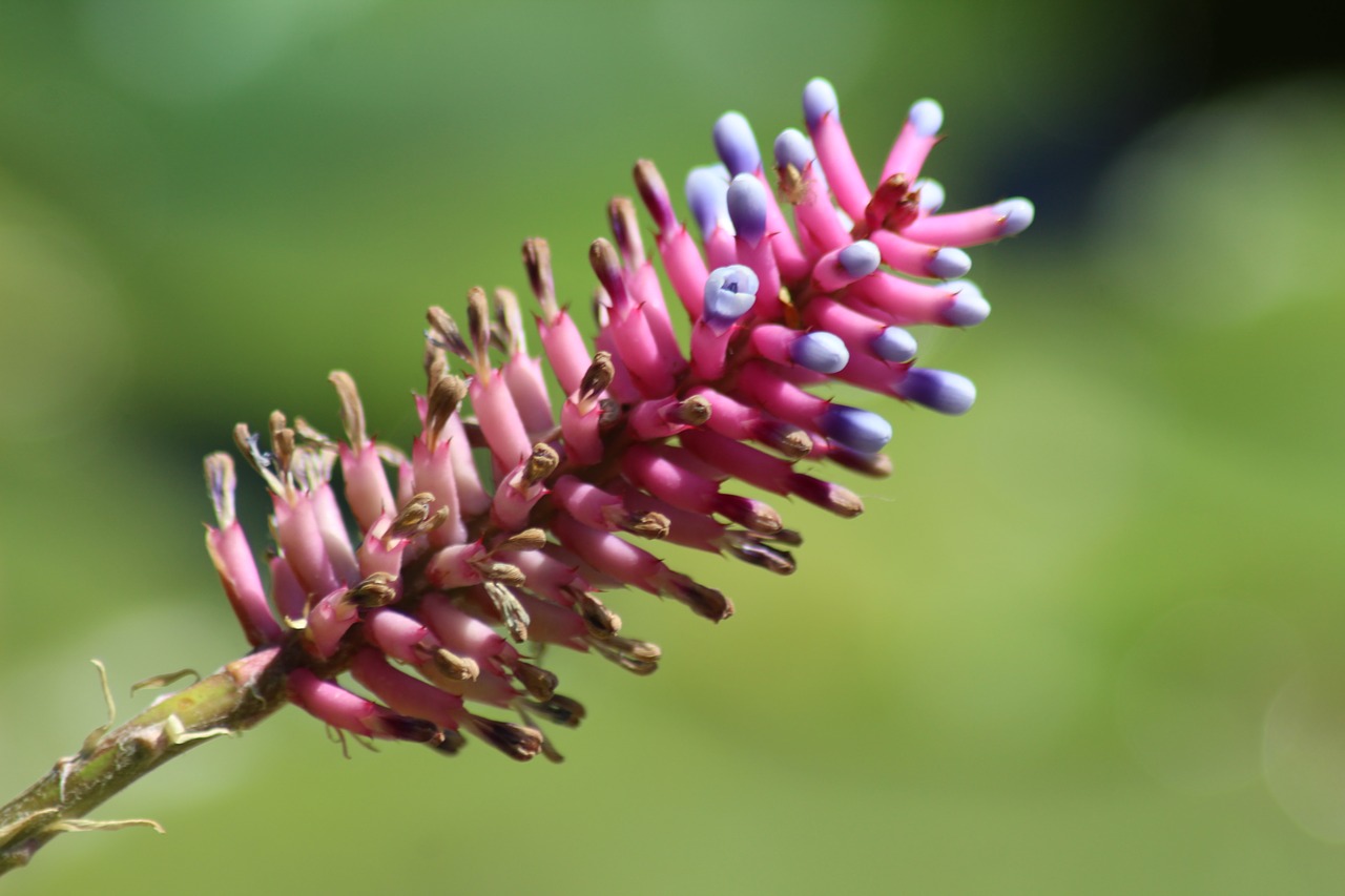 flora  flower  blossom free photo