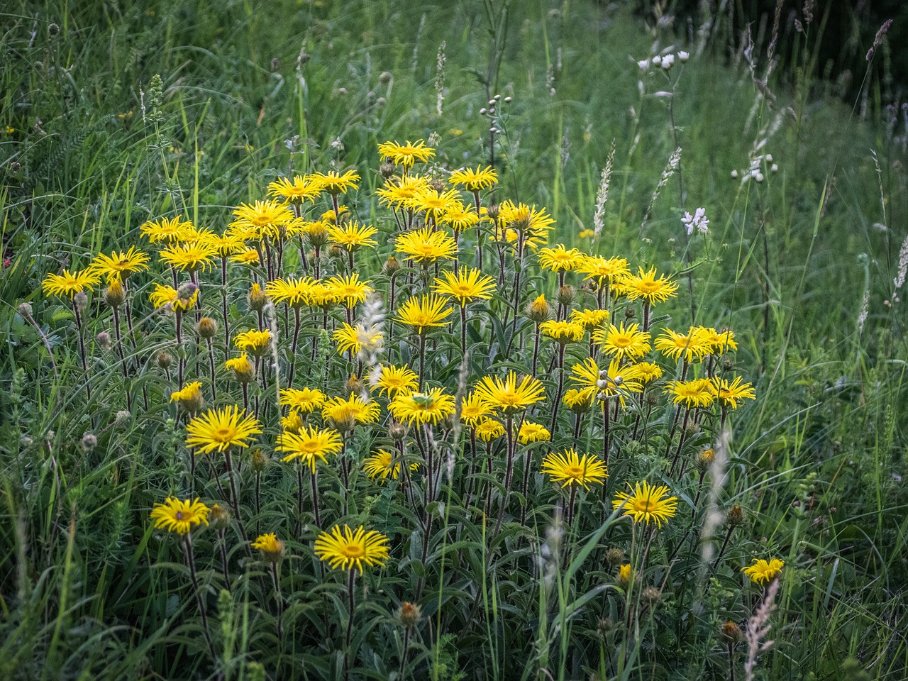 flora  meadow  flower free photo