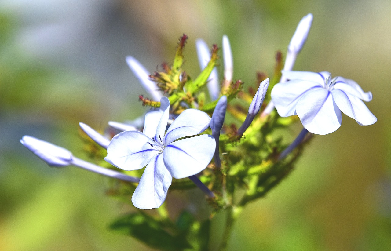 flora  garden  nature free photo