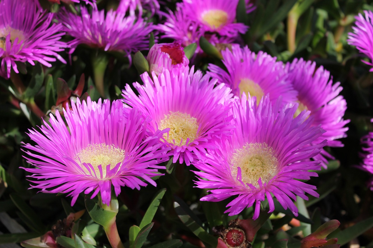 Carpobrotus glaucescens