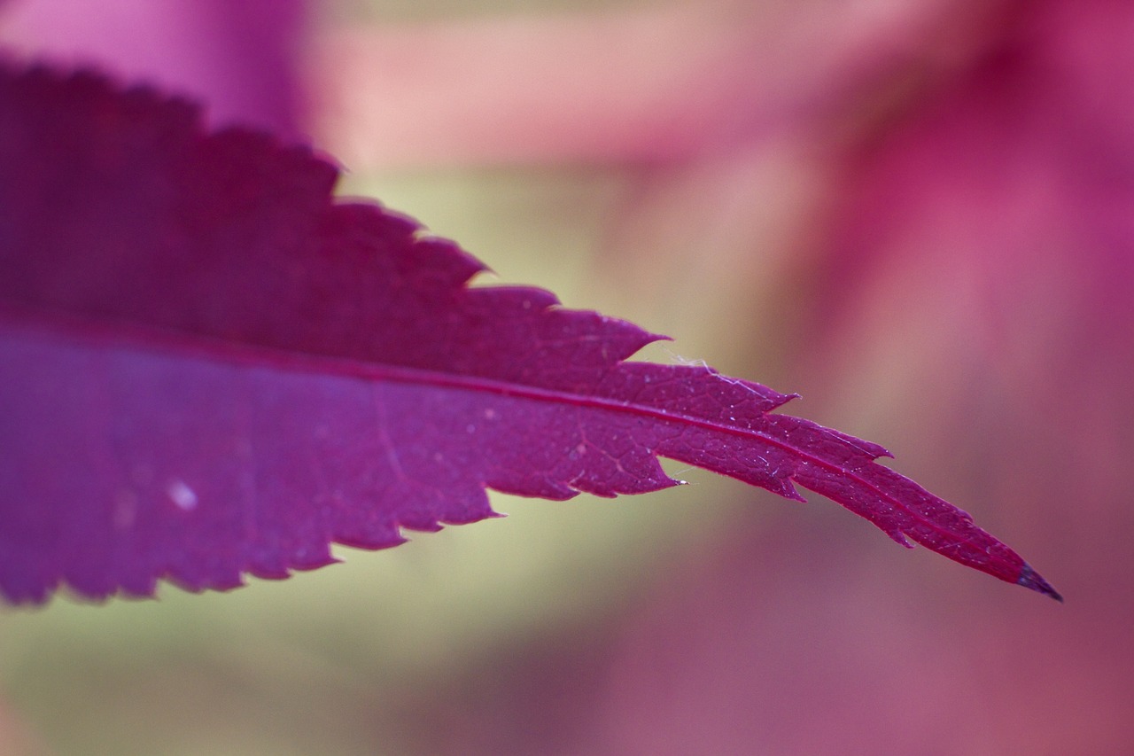 flora  leaf  red free photo