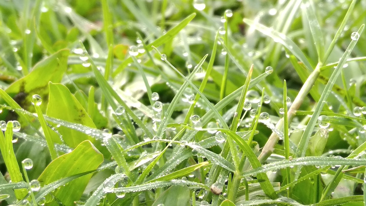 flora  leaf  growth free photo