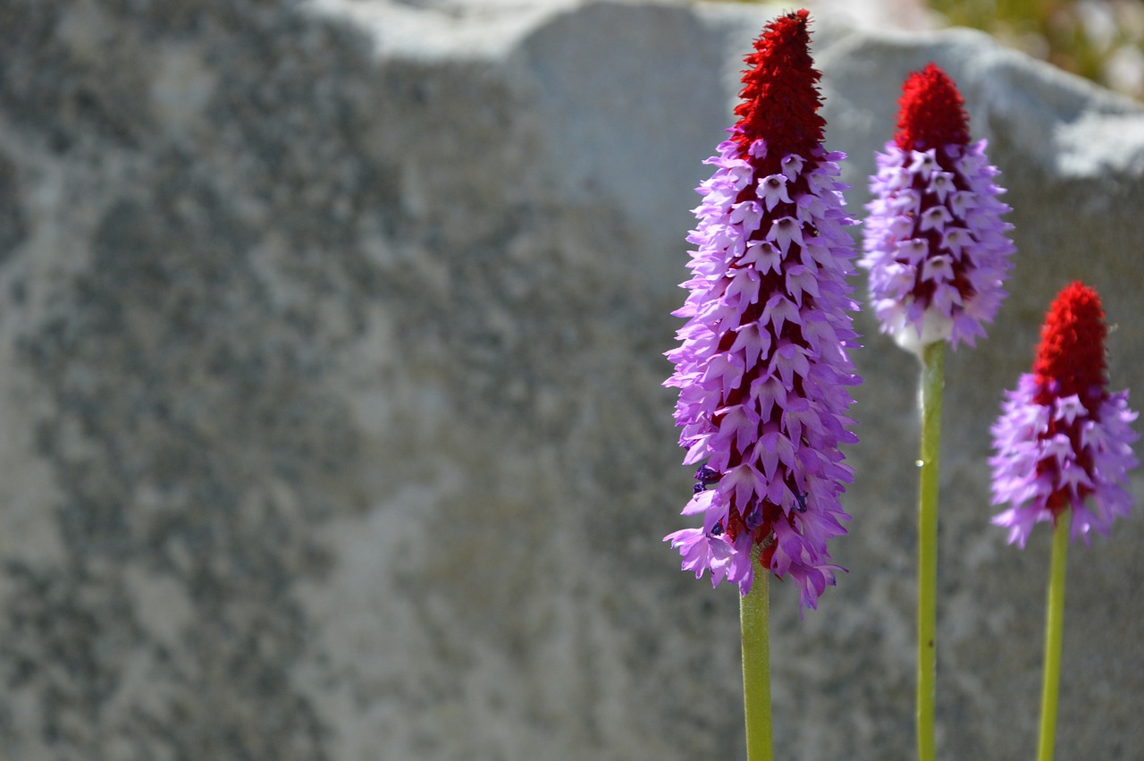 flora  plant  flowers free photo