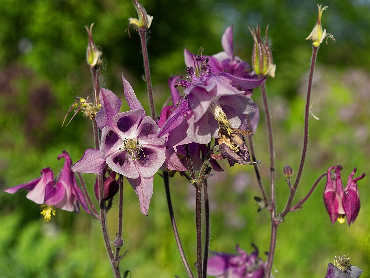 flora  flower  garden free photo