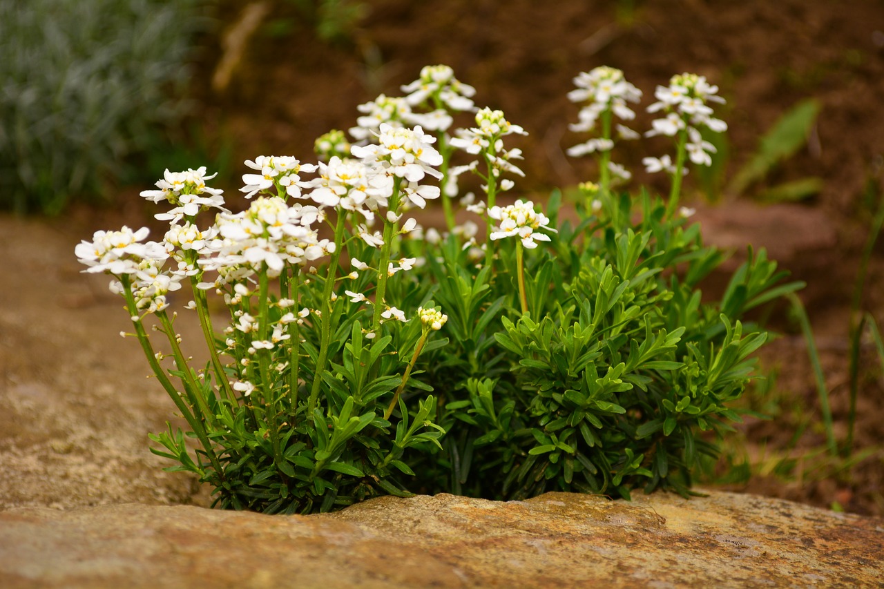 flora  plants  flower free photo