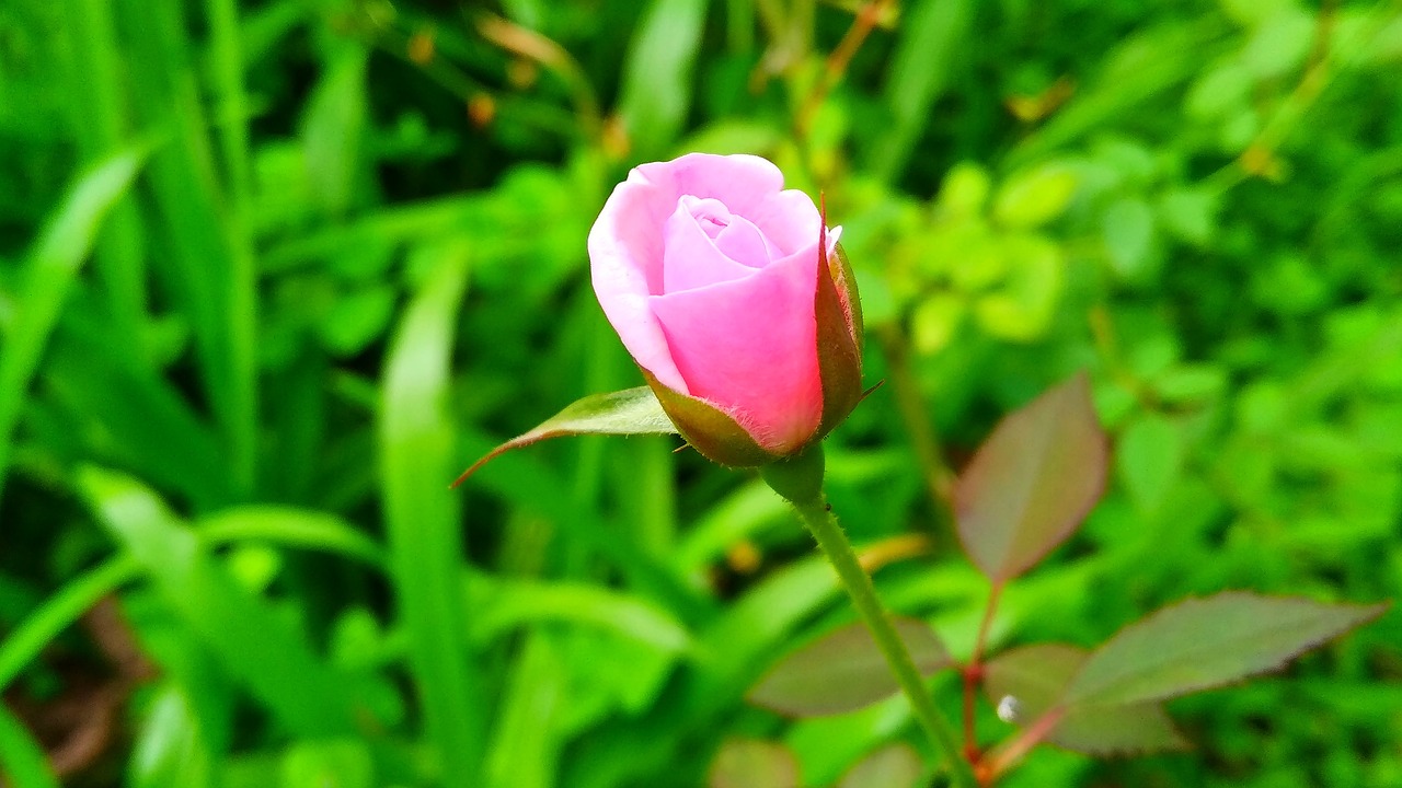 flora  leaf  growth free photo