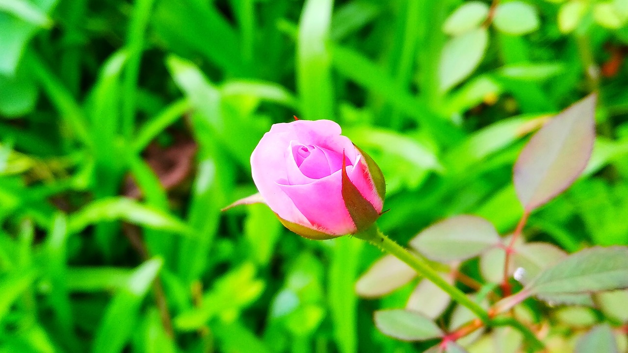 flora  leaf  growth free photo