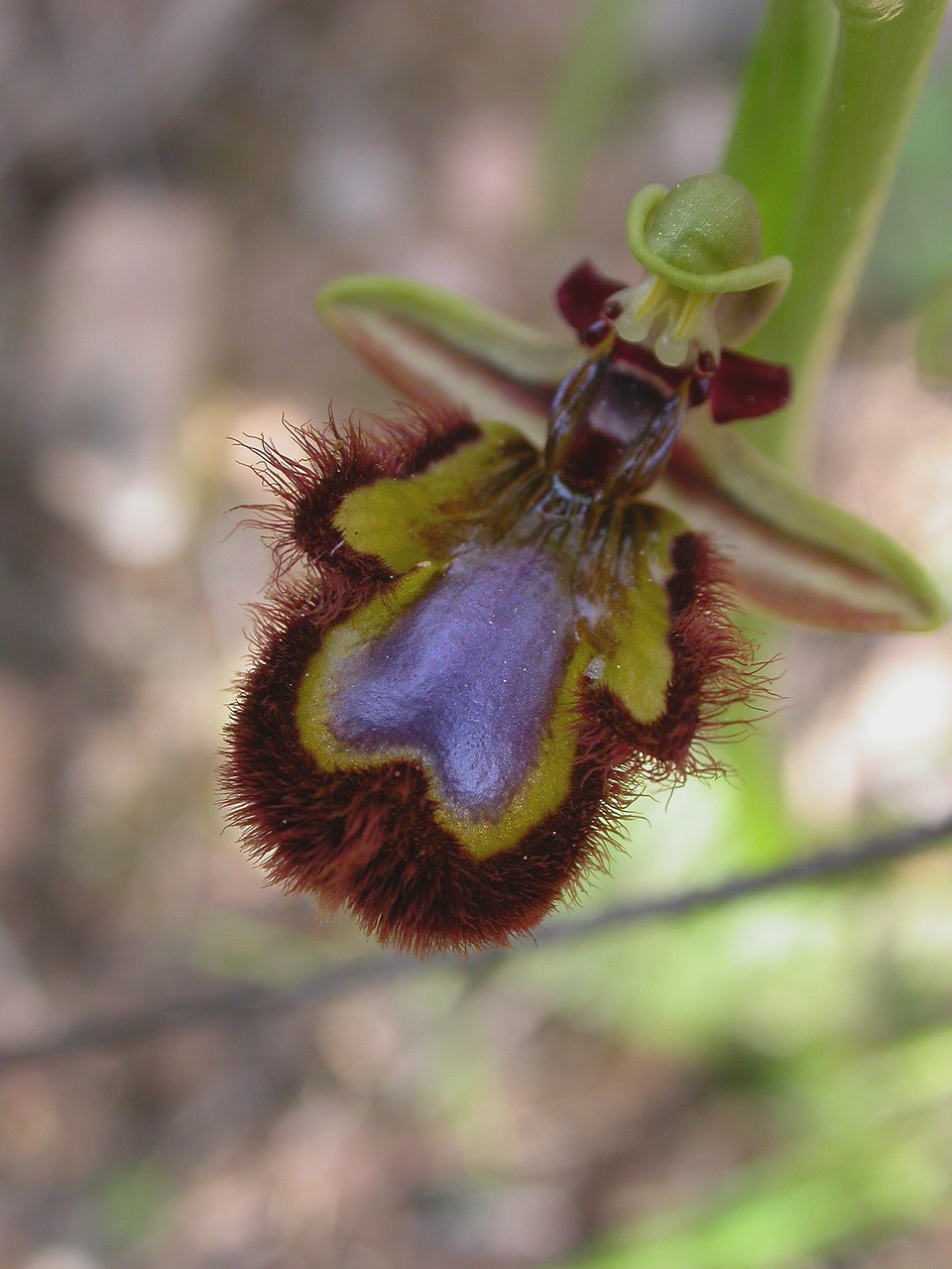 flora  orquid  flower free photo