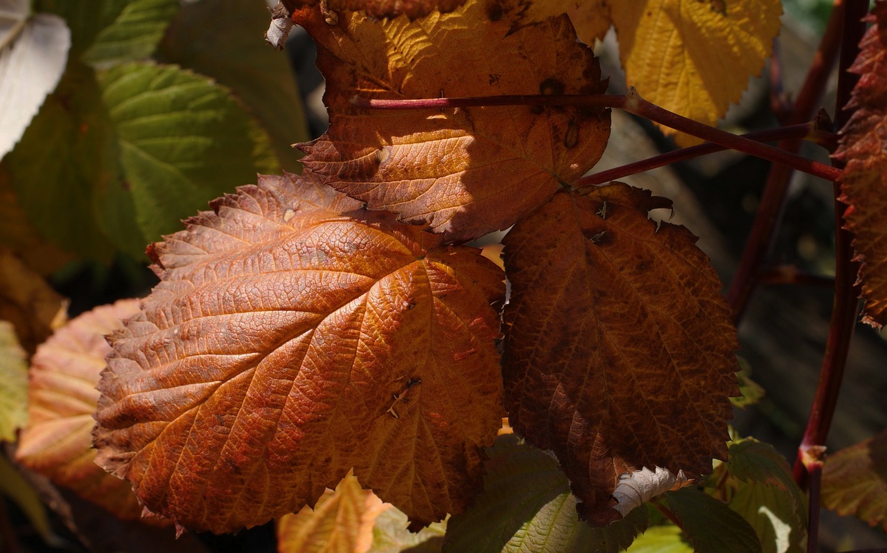 flora  nature  leaves free photo