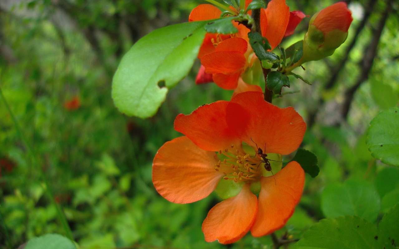 flora  nature  flowers free photo