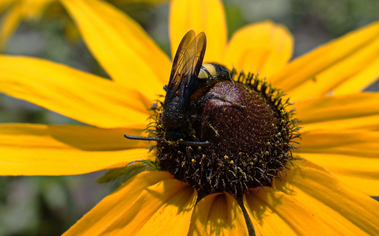 flora  fauna  flowers free photo