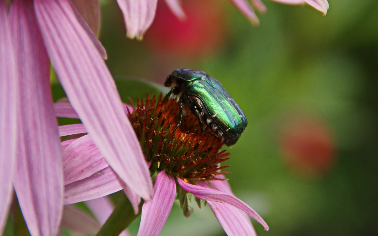 flora  fauna  flowers free photo