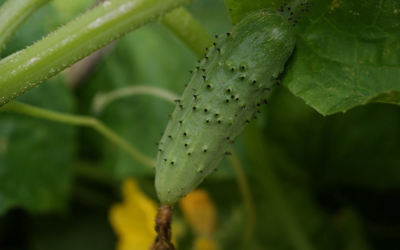 flora  fauna  macro free photo