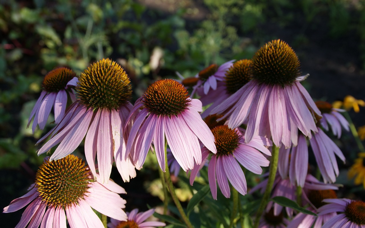 flora  fauna  macro free photo