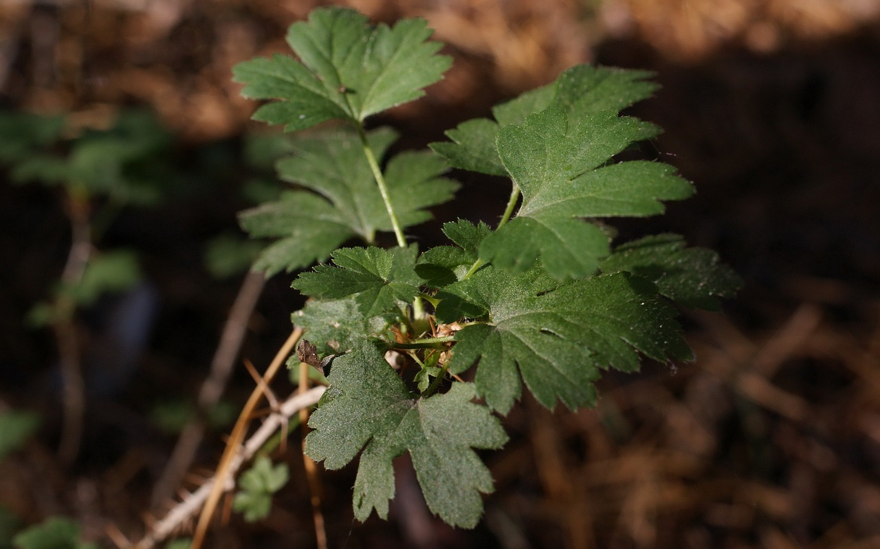 flora  fauna  macro free photo