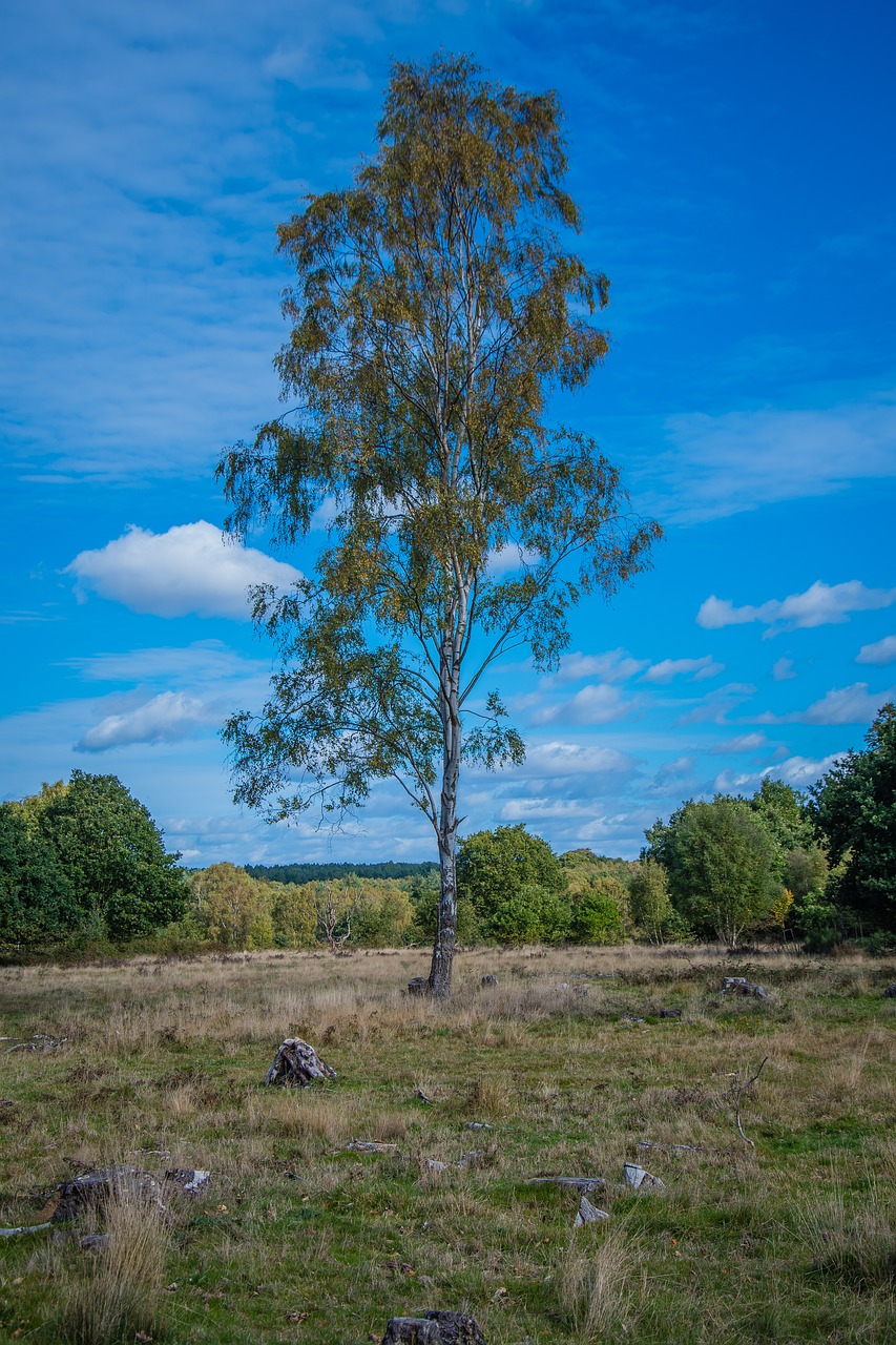 flora  tree  plant free photo