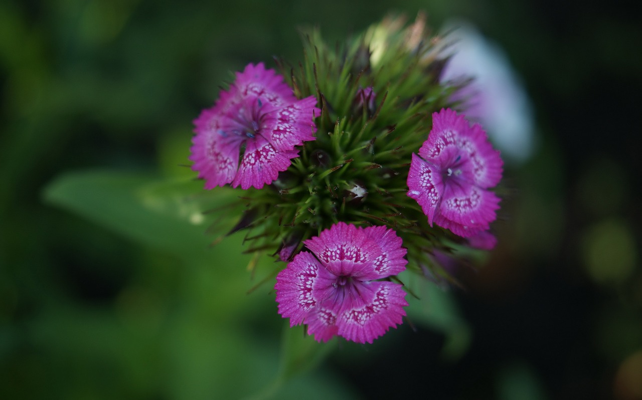 flora  fauna  macro free photo