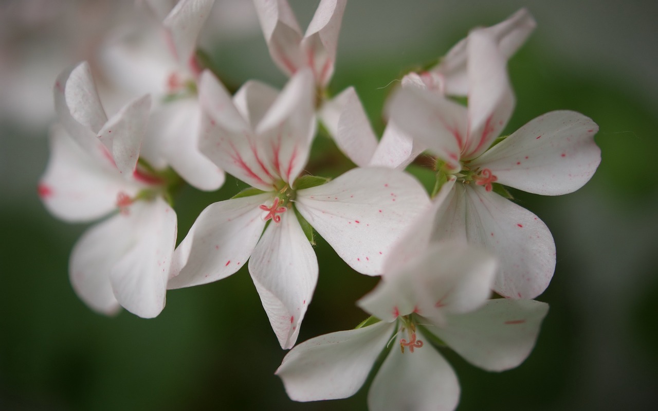 flora  fauna  macro free photo