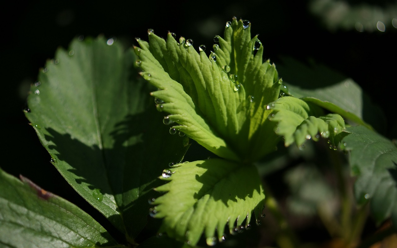 flora  fauna  macro free photo