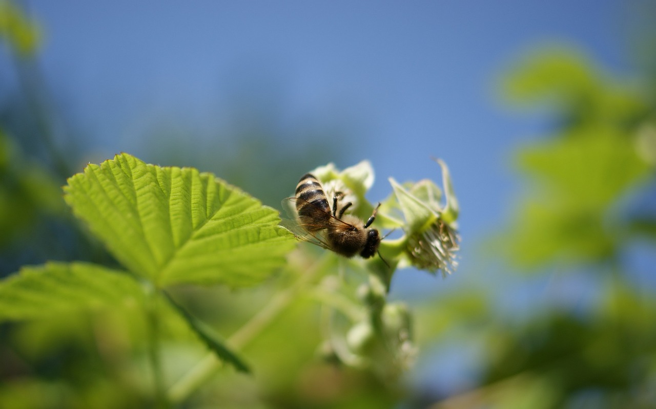 flora  fauna  macro free photo