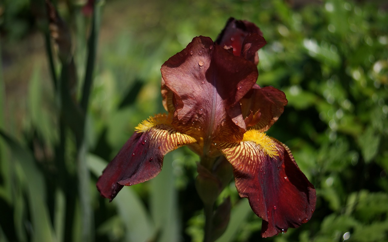 flora  fauna  macro free photo