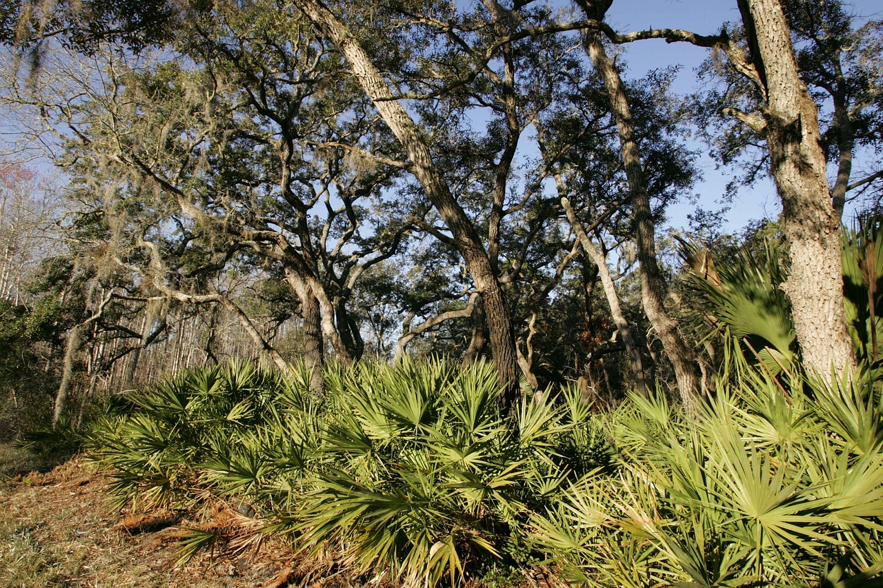 flora tropical coastal free photo