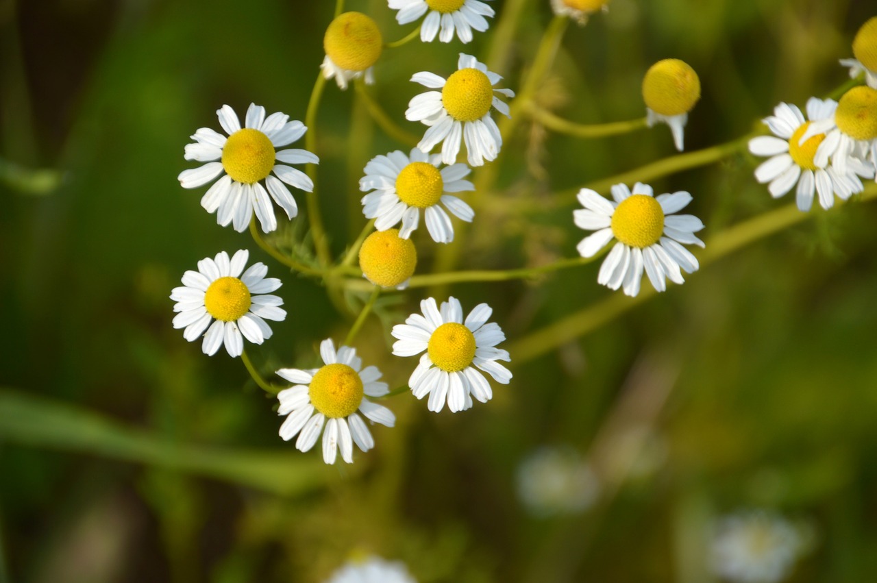 flora  flower  nature free photo