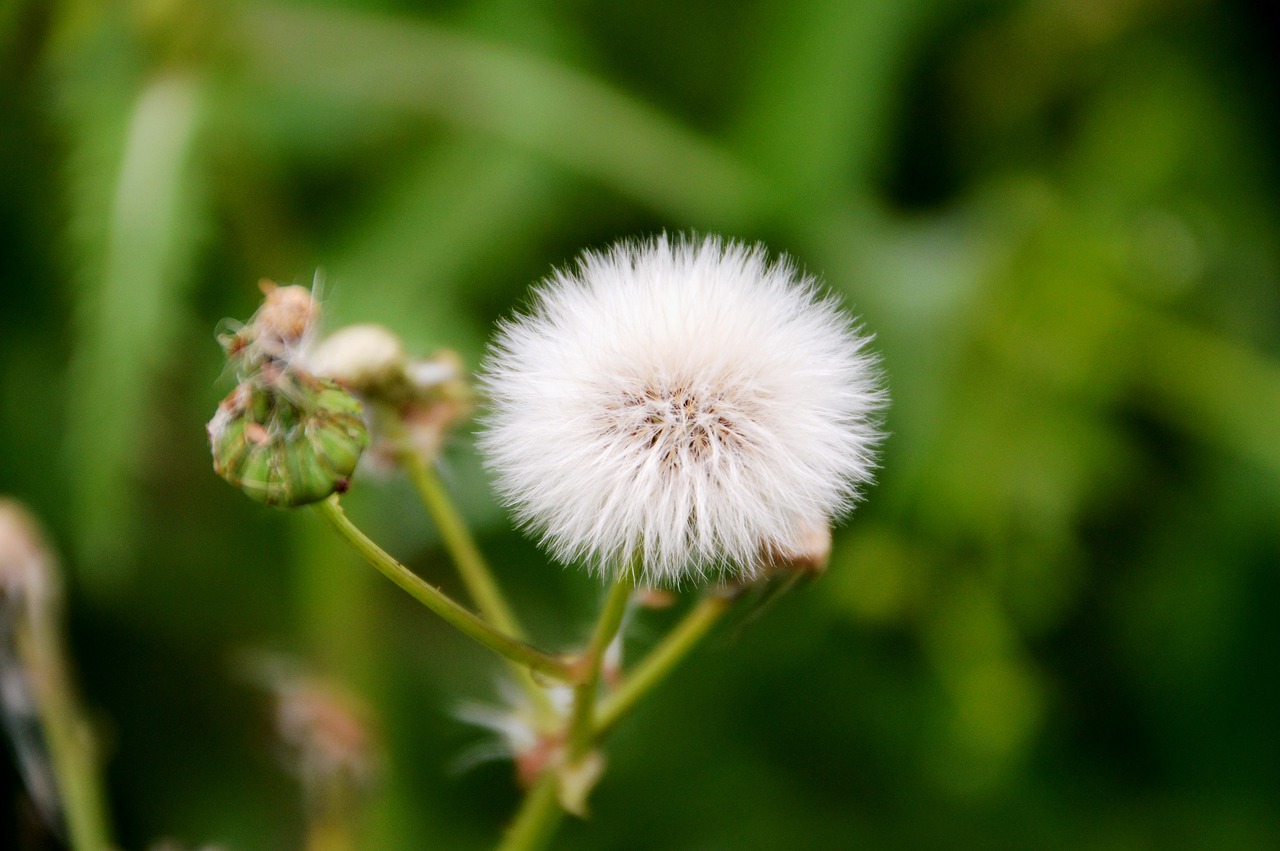 flora  perennial  nature free photo