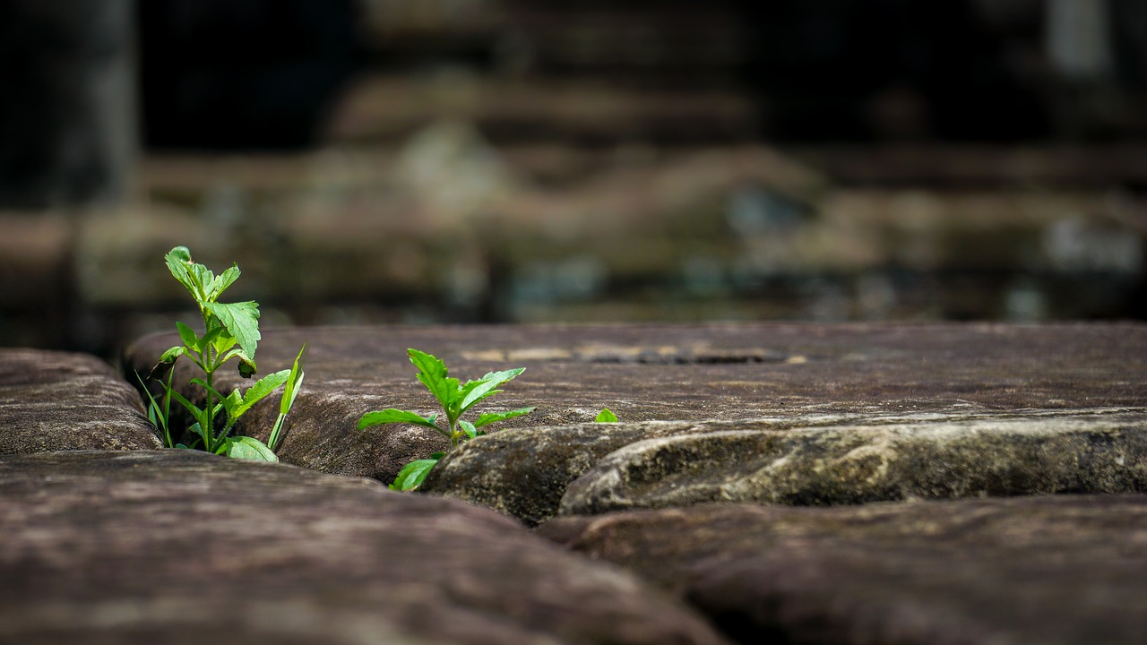 flora  plant  green free photo