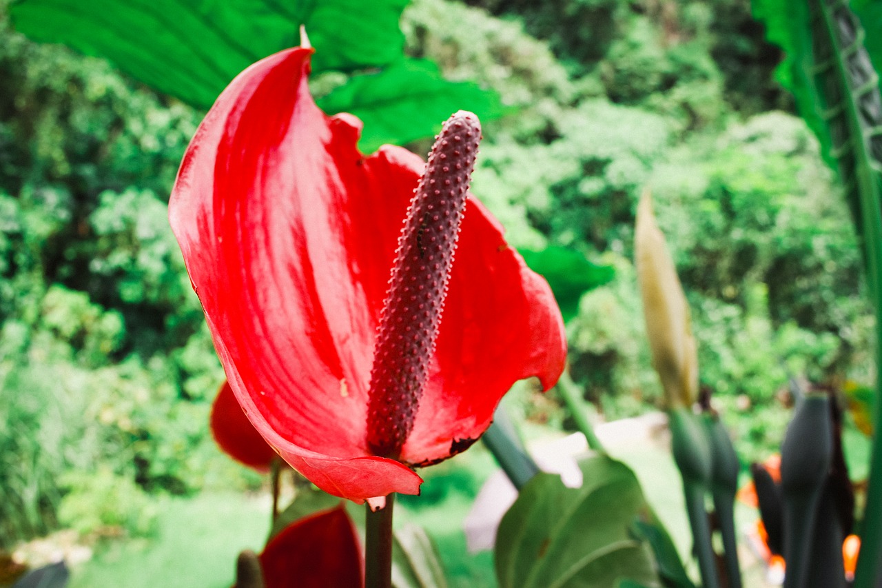 flora  flower  landscape free photo