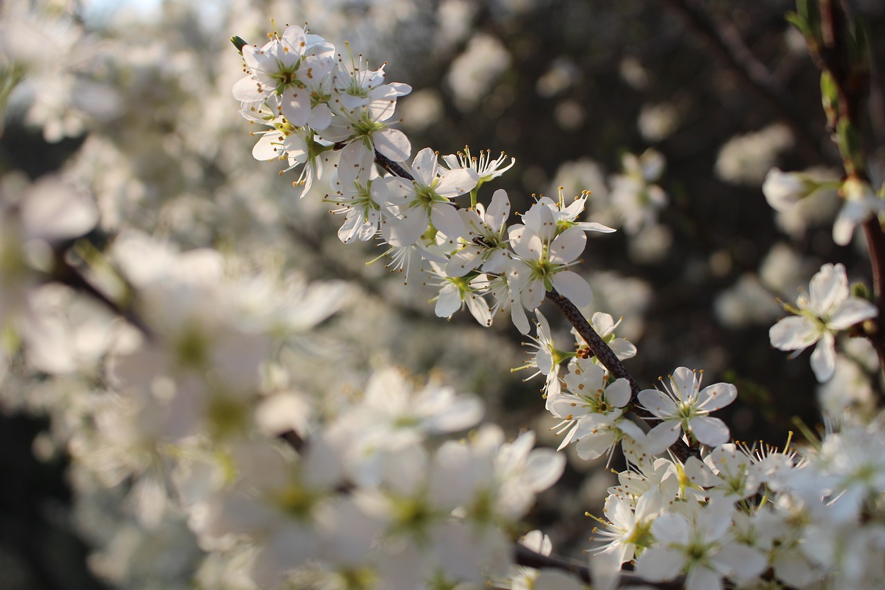 flora  nature  spring free photo