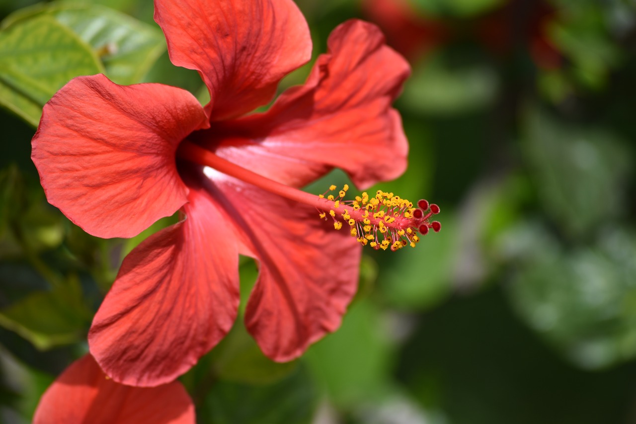 flora  flower  morocco free photo