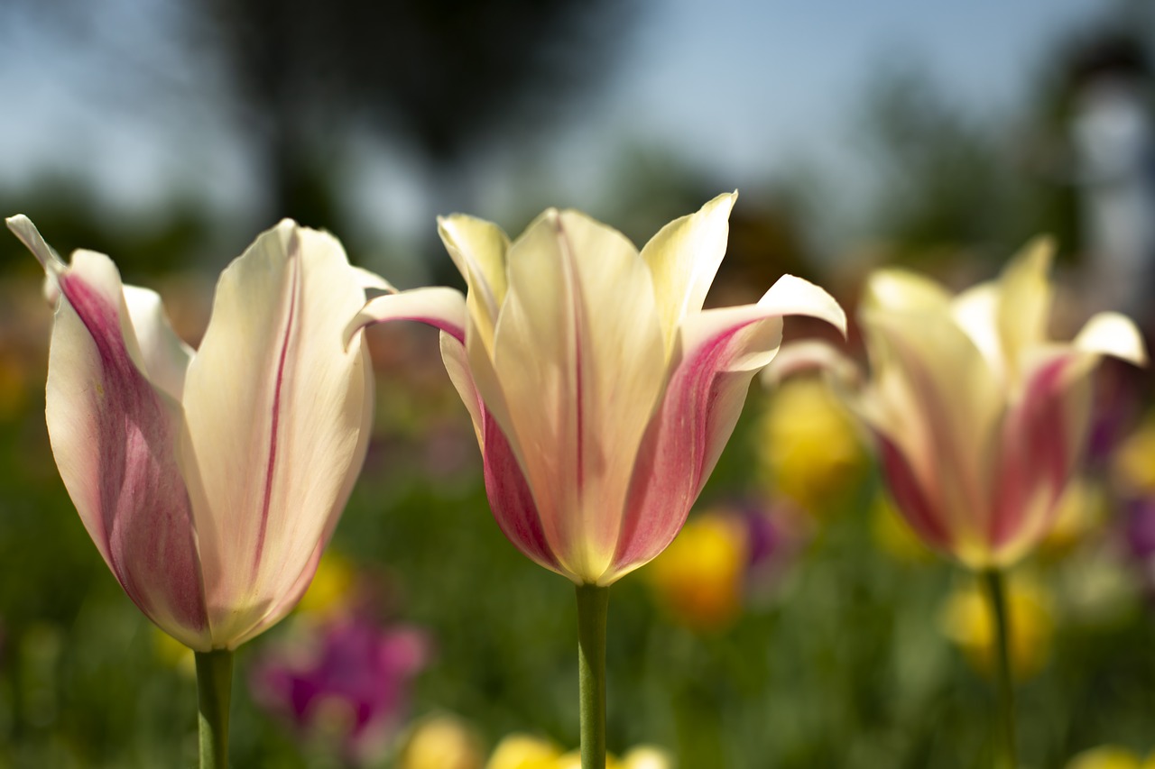flora  spring  tulips free photo