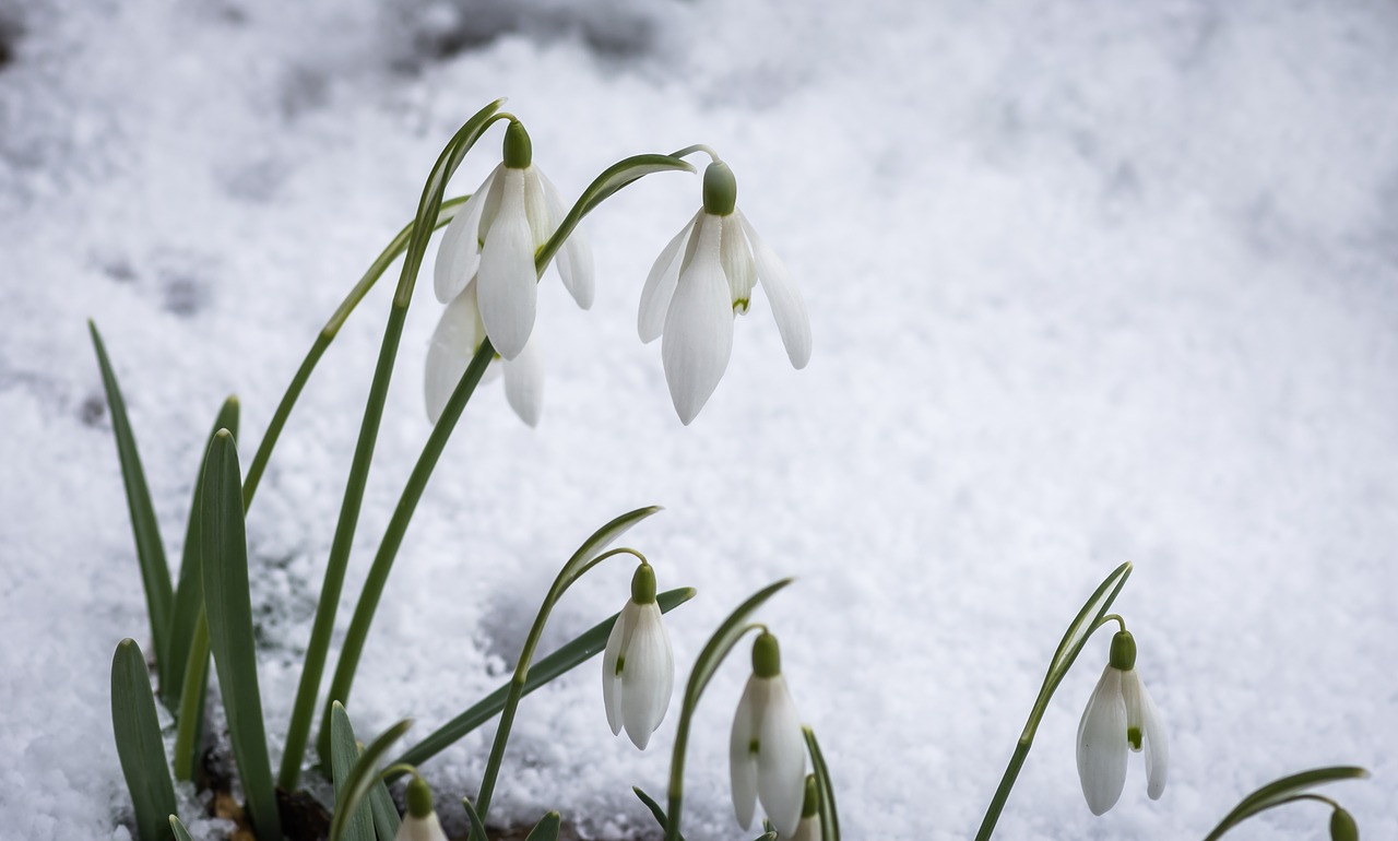 flora  snowdrop  spring free photo