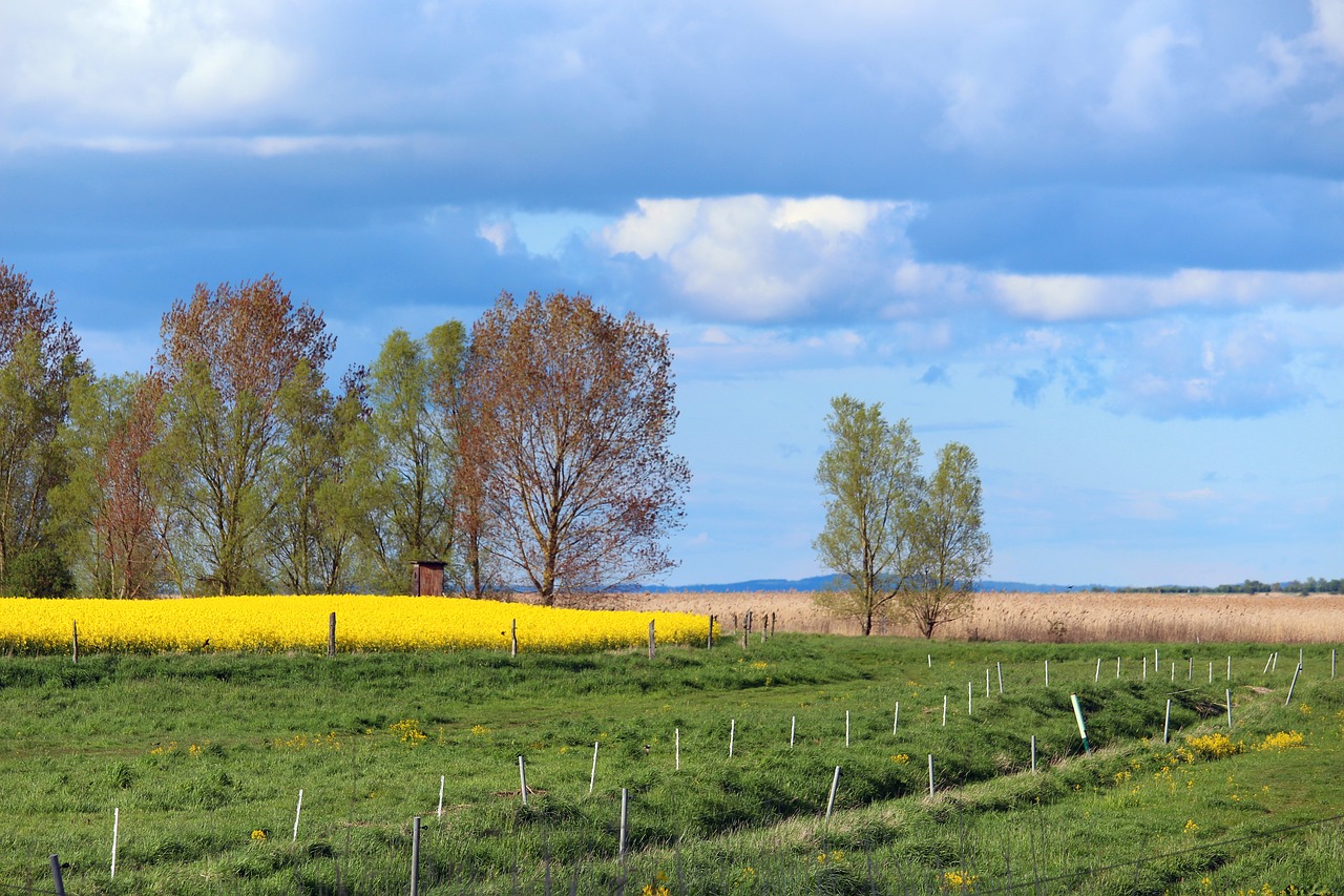 flora  field  meadow free photo