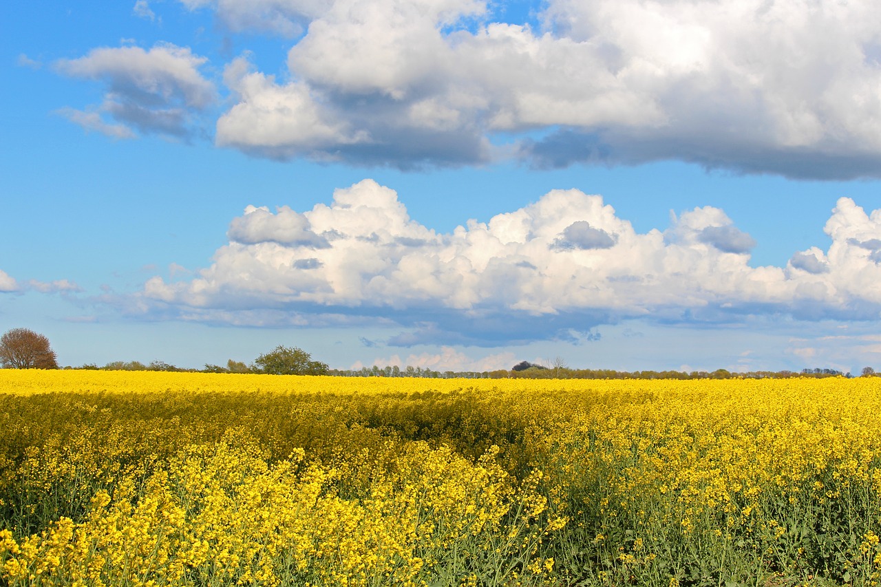 flora  field  meadow free photo