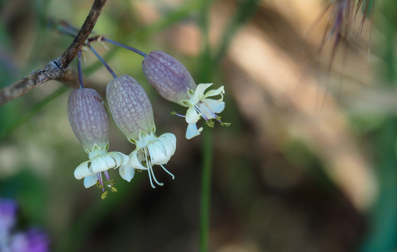 flora  silene vulgaris  flower free photo