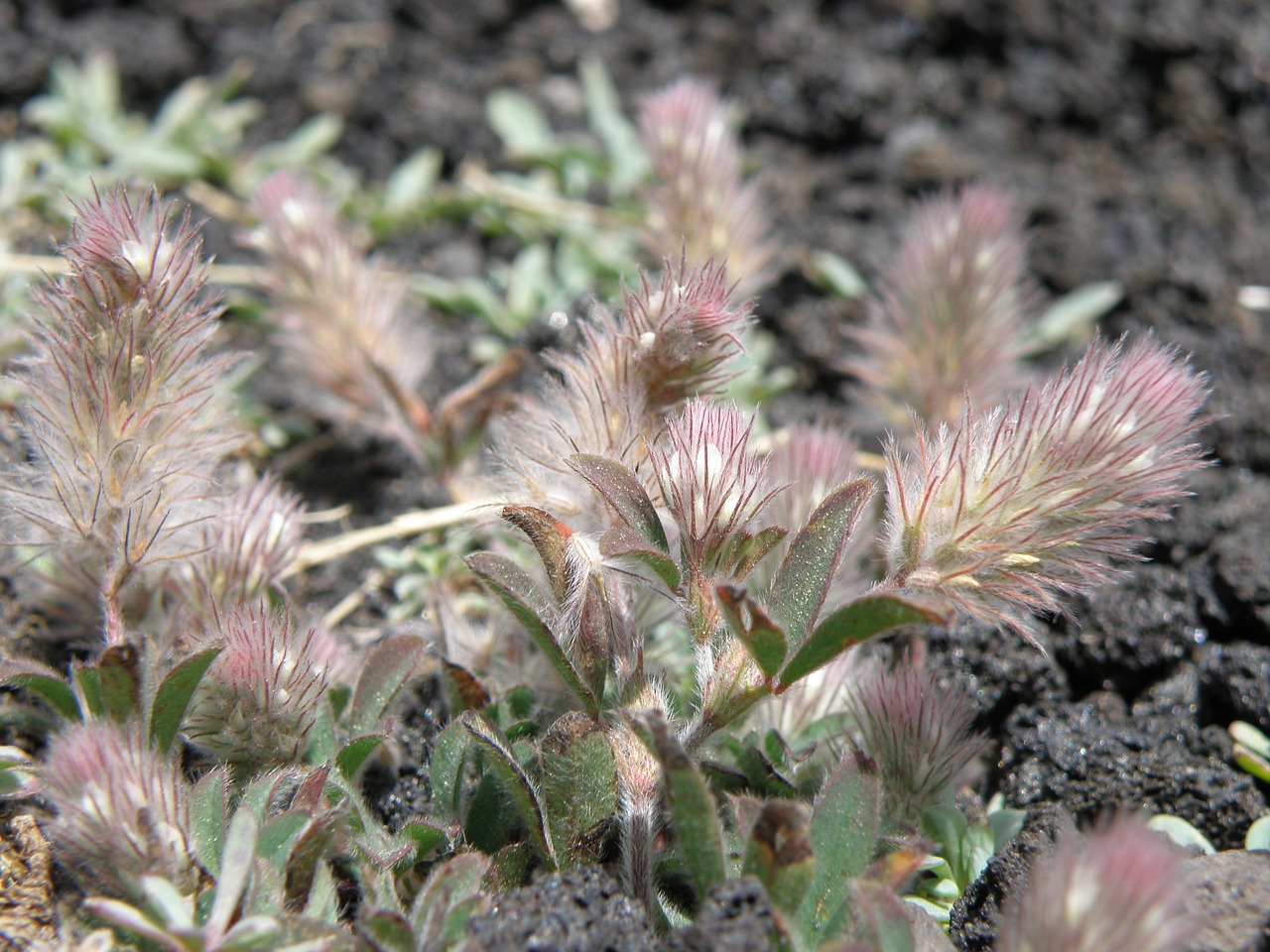 flora flowers etna free photo