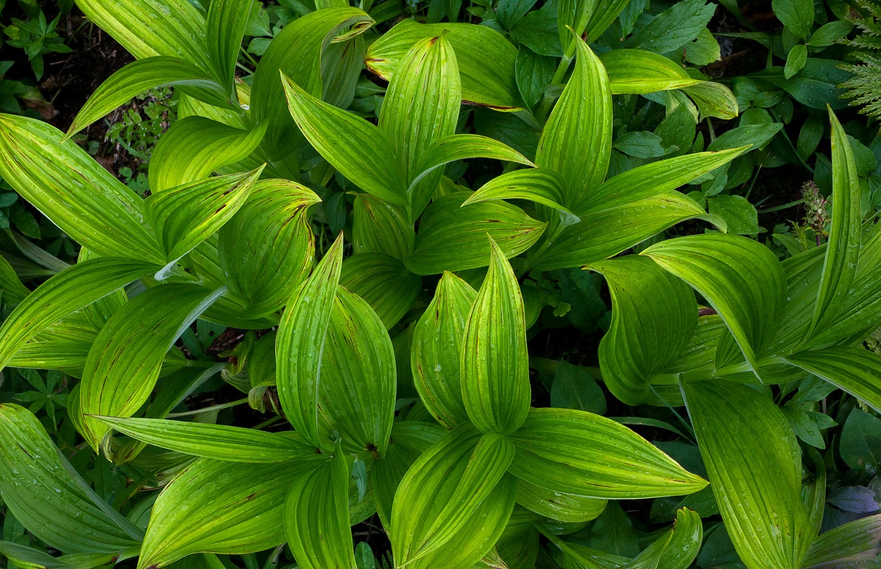 flora grasses green free photo