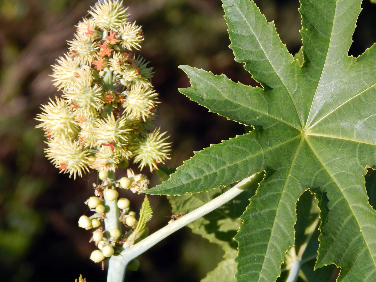 Flora,canguçu,rio grande do sul,free pictures, free photos - free image ...