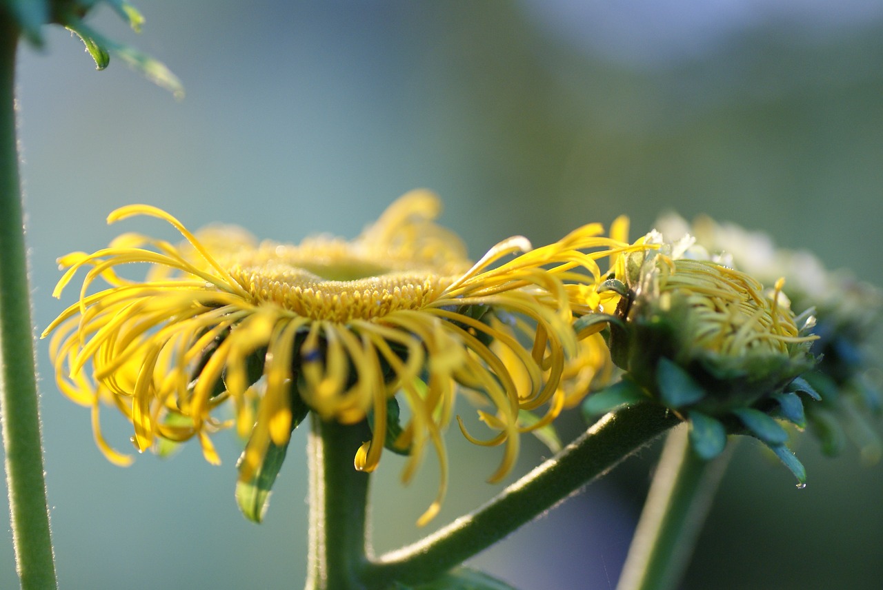 flora flower blossom free photo