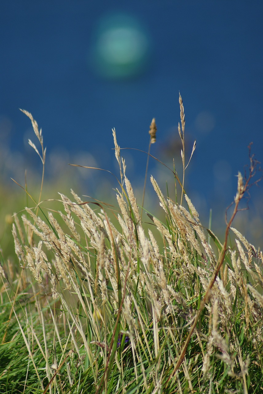 flora nature grass free photo