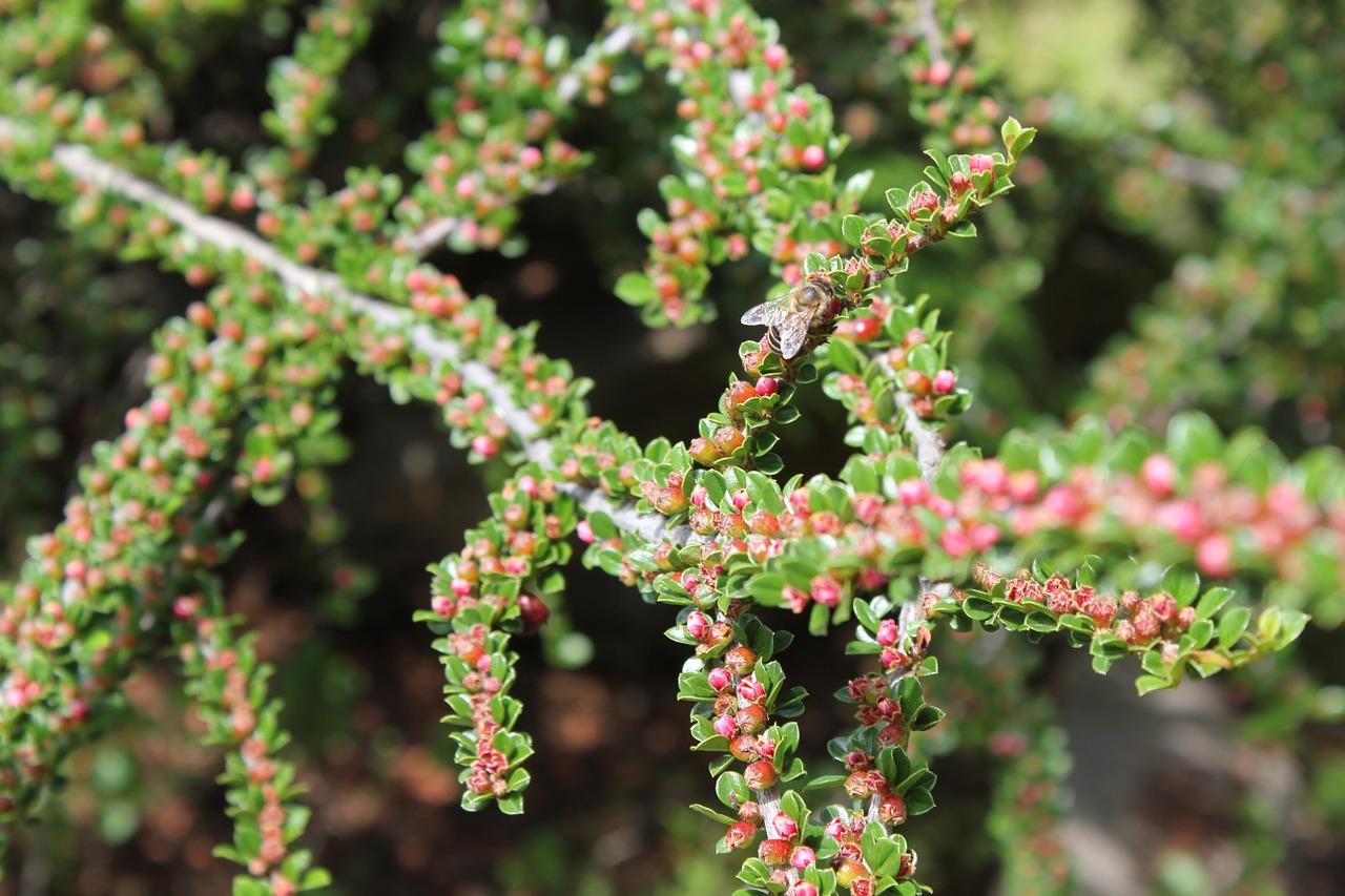 flora plant landscape free photo