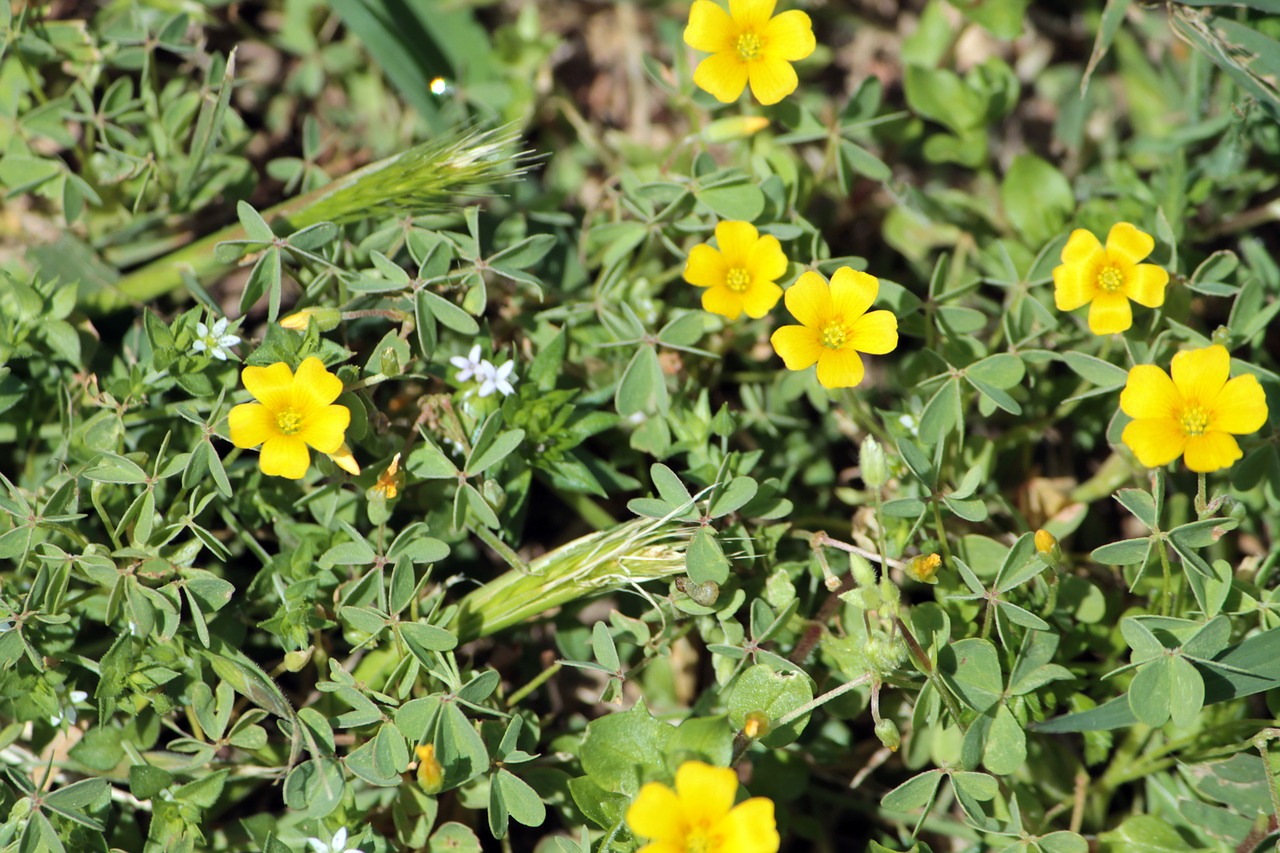 floral plants natural free photo