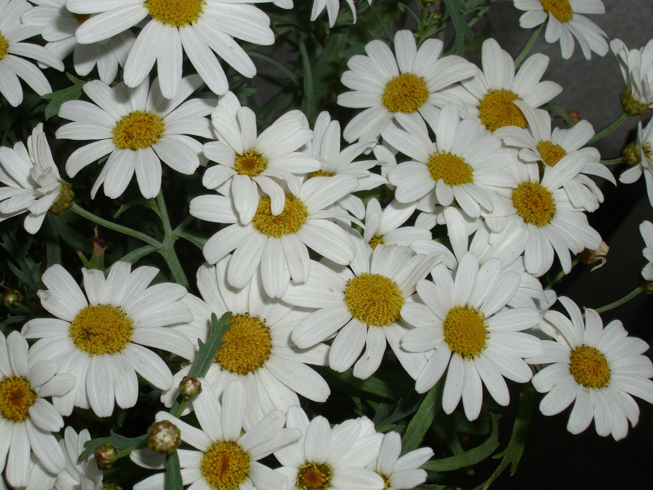 floral margin renon white free photo
